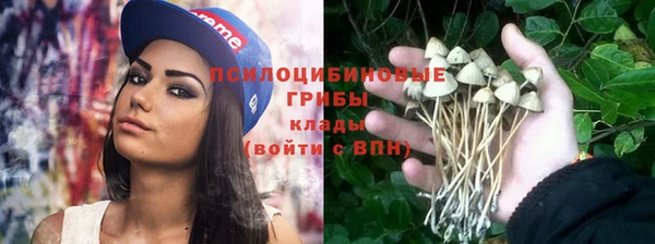 хмурый Белокуриха